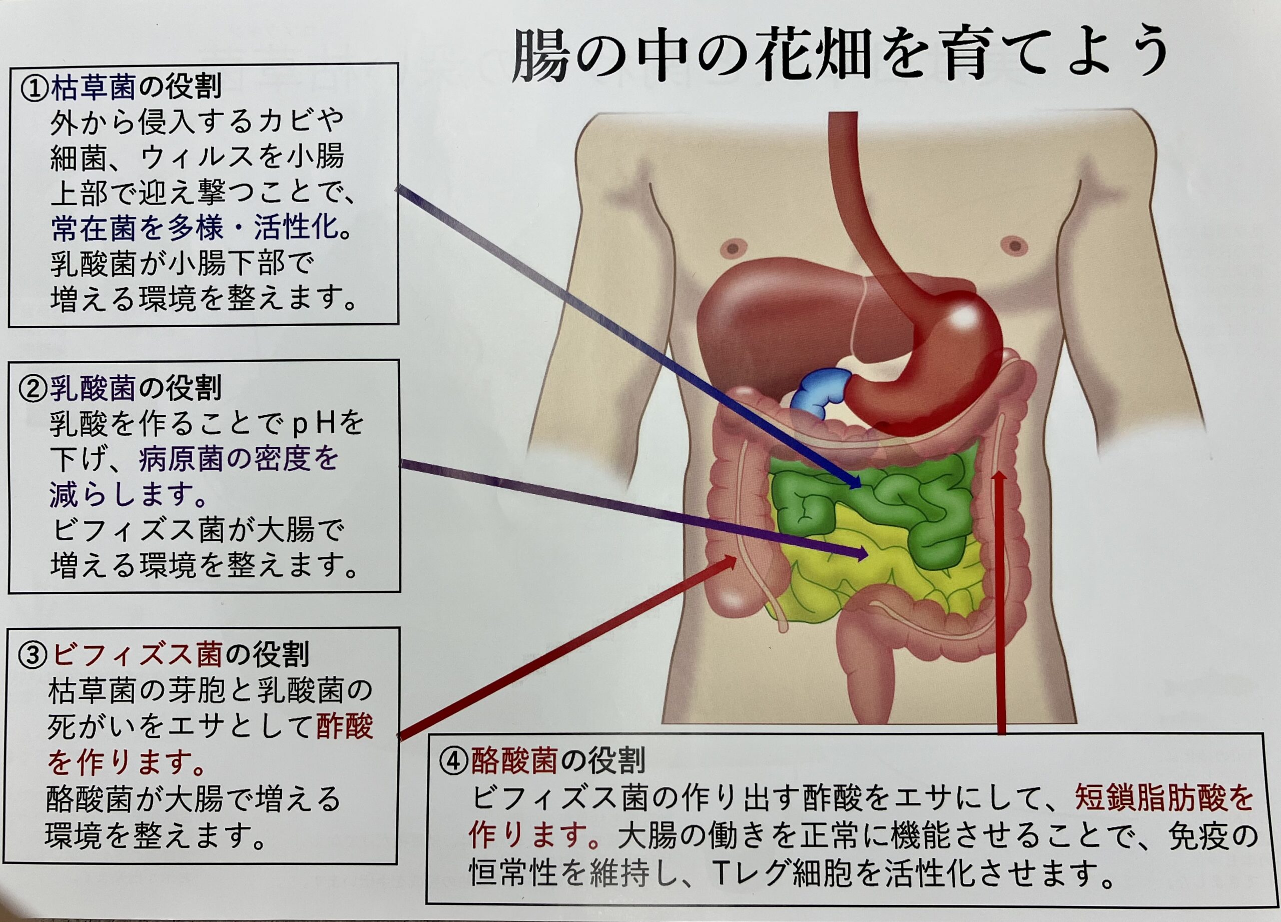 新しい腸活のすすめ